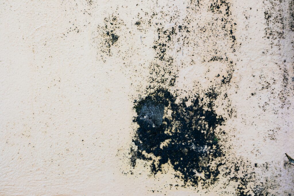 Will Home Insurance Cover Mold?
